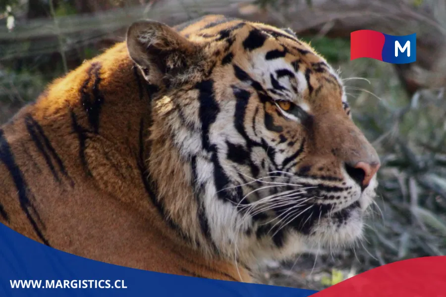 El Bioparque Buin Zoo: Rescate y Colaboración en Pro de la Fauna